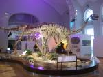 Highlight for Album: Helsinki Natural History Museum