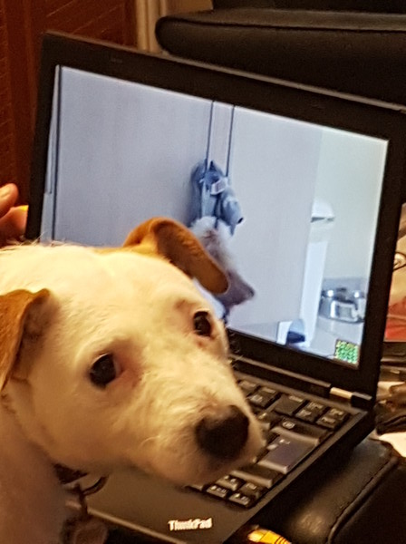 Pepper and a laptop!